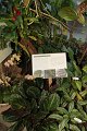 Phalaenopsis   073